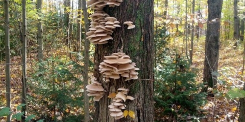 Bukovače: kako rastu u šumi, kada sakupljati, kako seći